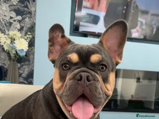 Mixed Breed dogs Beautiful 15 month old French x English bulldog - Advert 1