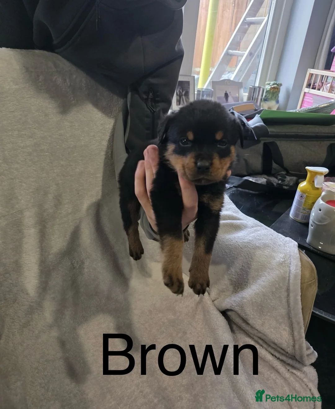 Rottweiler dogs for sale: Purebred Rottweiler Puppies ready to leave  - Advert 10