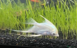 Angelfish fish for sale: Platinum Angel Fish - Image 1