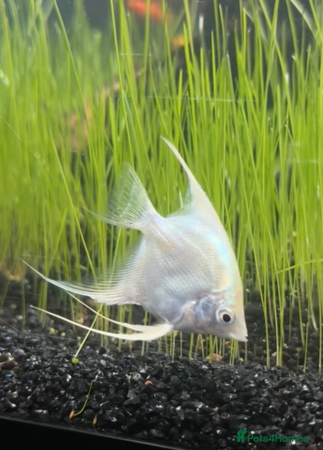 Angelfish fish for sale: Platinum Angel Fish - Image 1