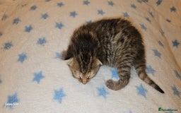 Mixed Breed cats for sale: 5 Bengal x Kittens–Glitter Coats,Beautiful Colours - Image 5
