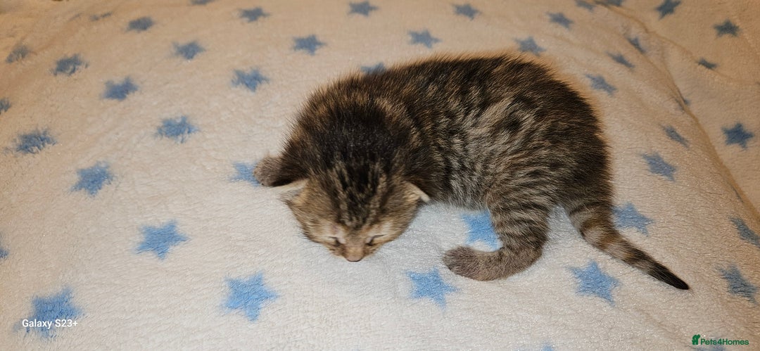 Mixed Breed cats for sale: 5 Bengal x Kittens–Glitter Coats,Beautiful Colours - Image 5