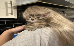 Mixed Breed cats for sale: Beautiful kittens - Image 12