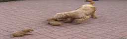 Mini Goldendoodle dogs for sale: Miniature Goldendoodle pups - Advert 11