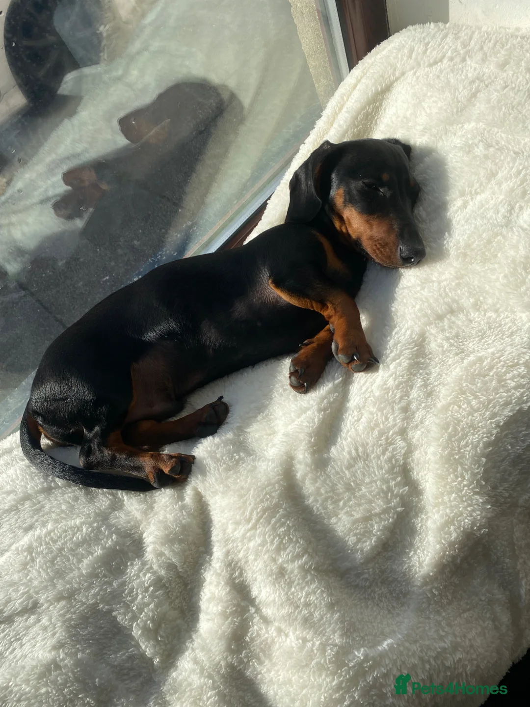 Miniature Dachshund dogs for sale: 1 year old black & tan miniature dachshund  in Porthmadog - Advert 5