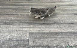 Mixed Breed cats for sale: Very friendly beautiful fluffy kittens  - Image 19