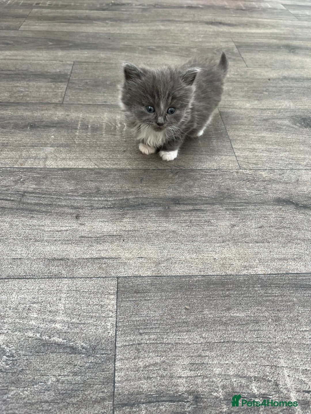 Mixed Breed cats for sale: Very friendly beautiful fluffy kittens  - Image 19