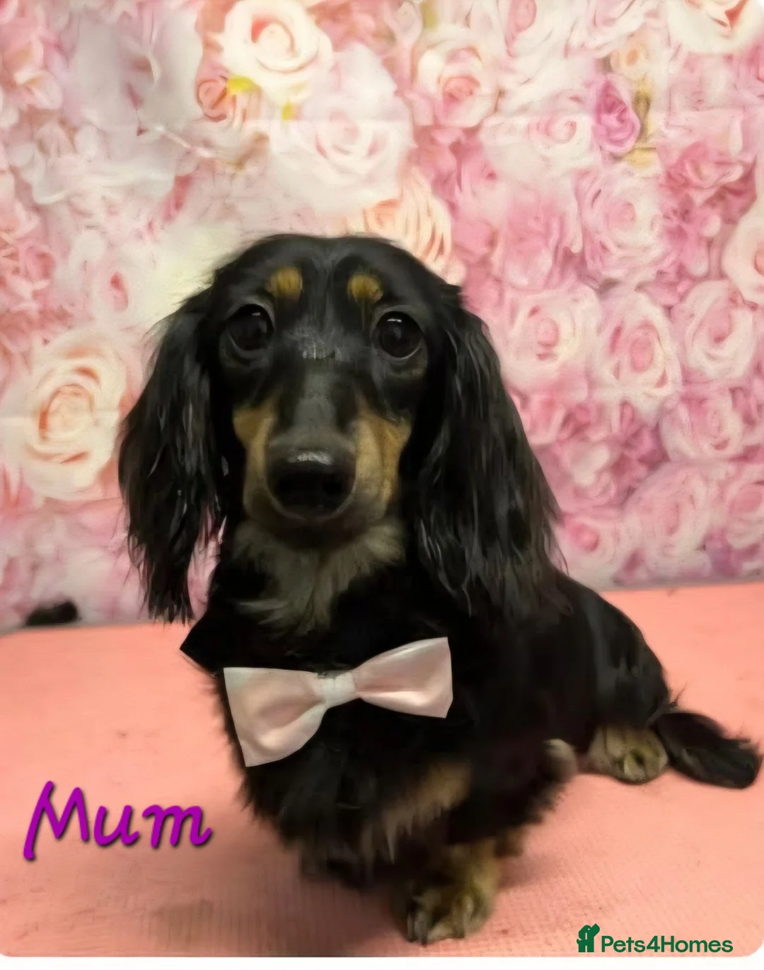 Miniature Dachshund dogs for sale: Kc reg miniature daschund puppies  - Advert 2