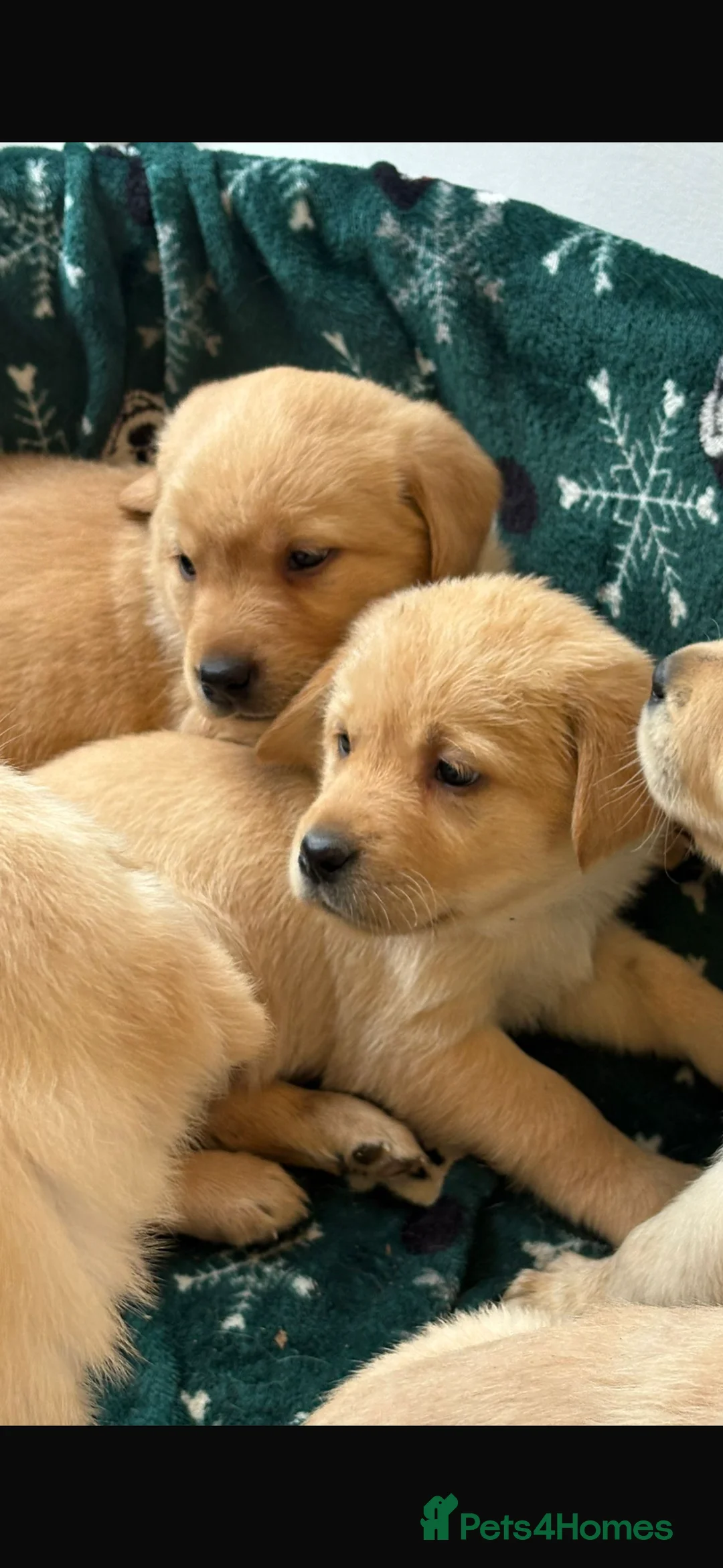 Labrador Retriever dogs for sale: Labrador pups - Advert 5