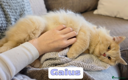 British Shorthair cats for sale: 🌞 last kitten Reduced PRICE British L/H boy  🐾 - Image 7