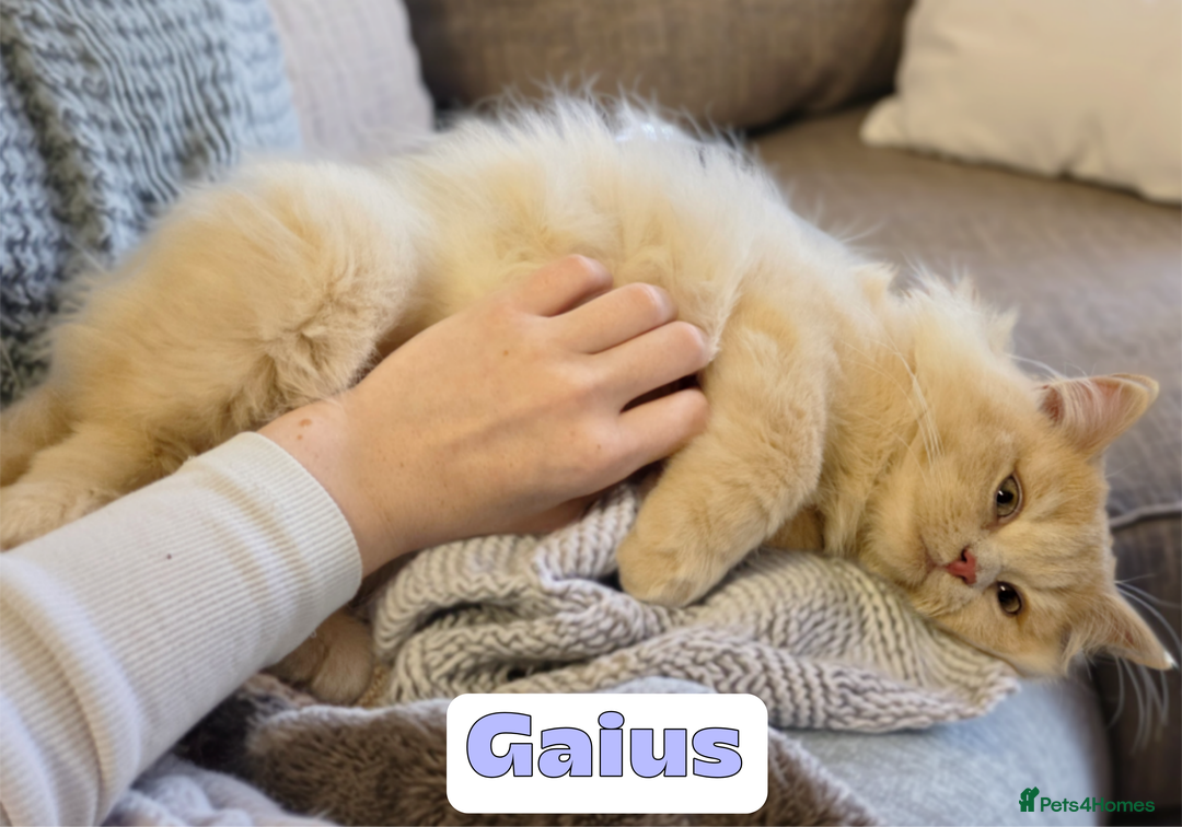 British Shorthair cats for sale: 🌞 last kitten Reduced PRICE British L/H boy  🐾 - Image 7