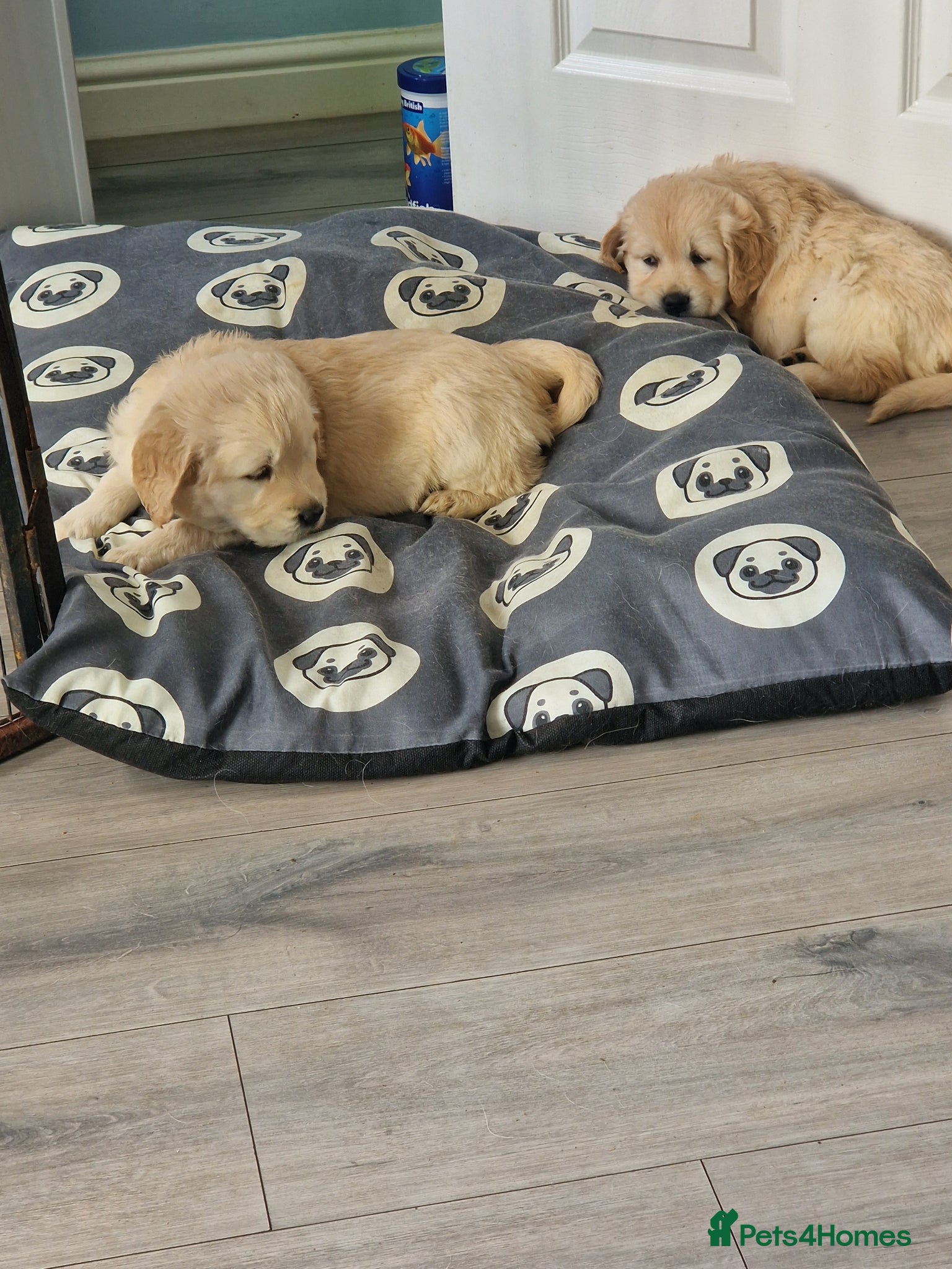 Golden Retriever dogs Golden retriever puppies  - Advert 4