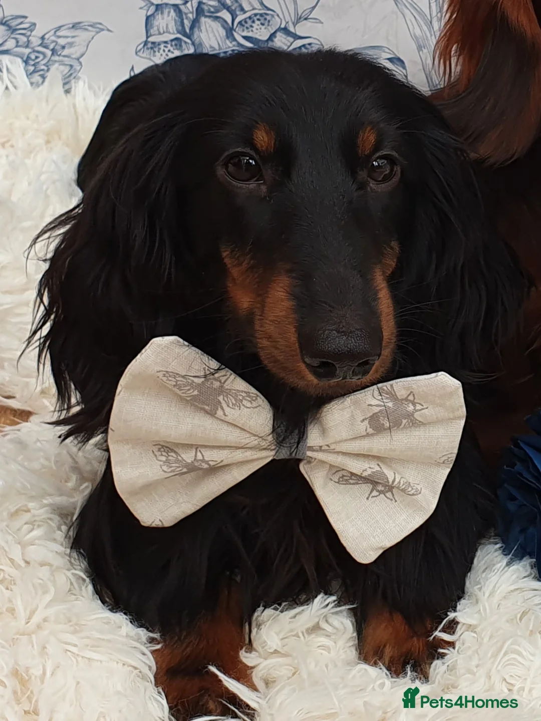 Miniature Dachshund dogs for stud: PRA Clear, KC Registered, Miniature Dachshund Stud in Wigston - Advert 1