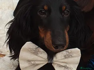 Miniature Dachshund dogs PRA Clear, KC Registered, Miniature Dachshund Stud in Wigston - Advert 12