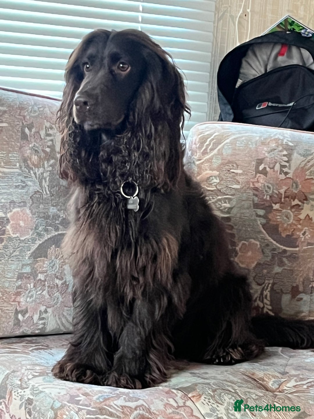 Cockapoo dogs for sale: Cockerspaniel - Advert 7