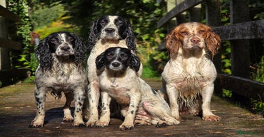 Sprocker dogs - Advert 12
