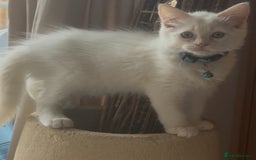 Ragdoll cats for sale: GCCF registere ragdoll kittens ready now 🐱 😍 in Berkhamsted - Image 4