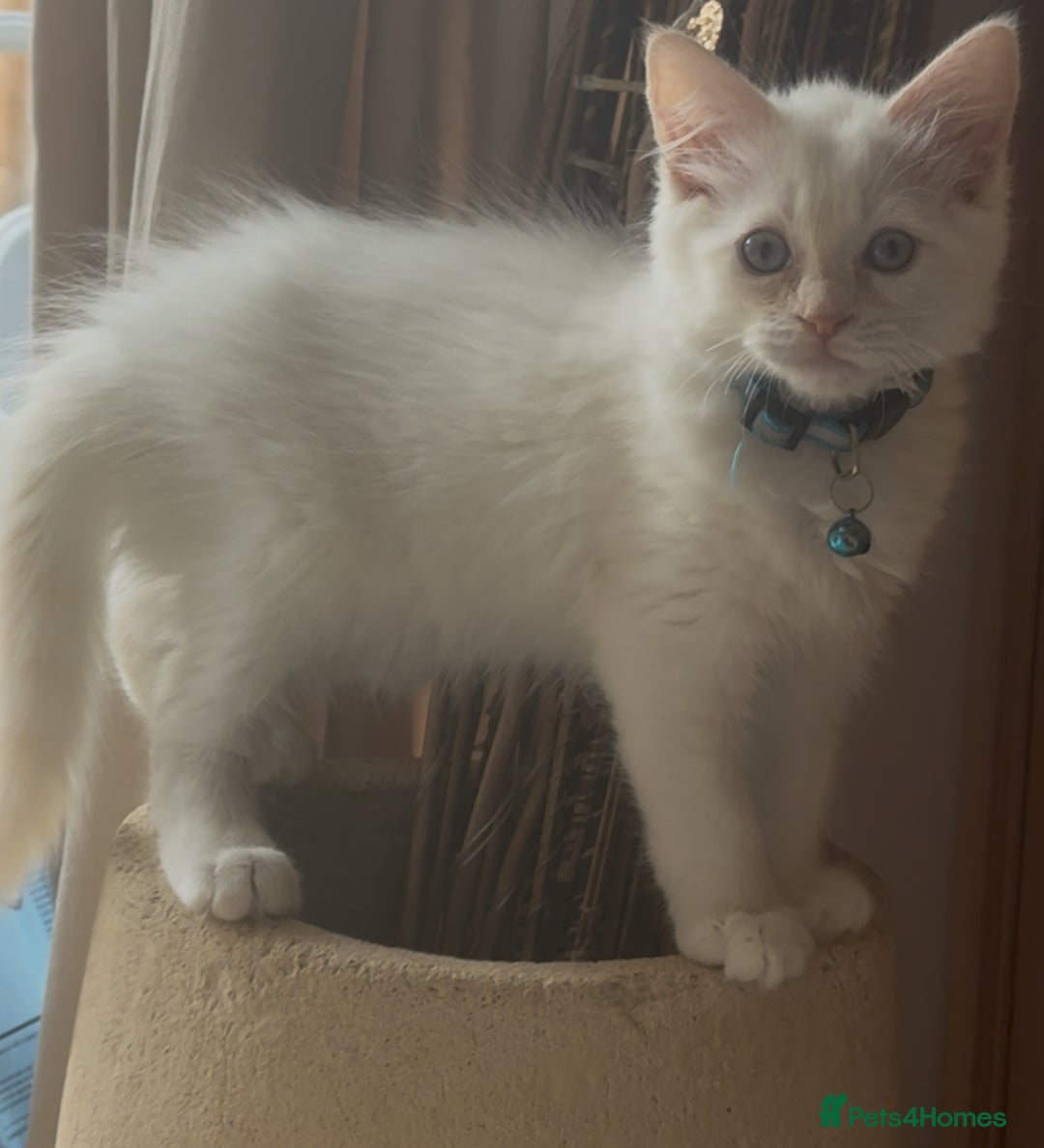 Ragdoll cats for sale: GCCF registere ragdoll kittens ready now 🐱 😍 in Berkhamsted - Image 4