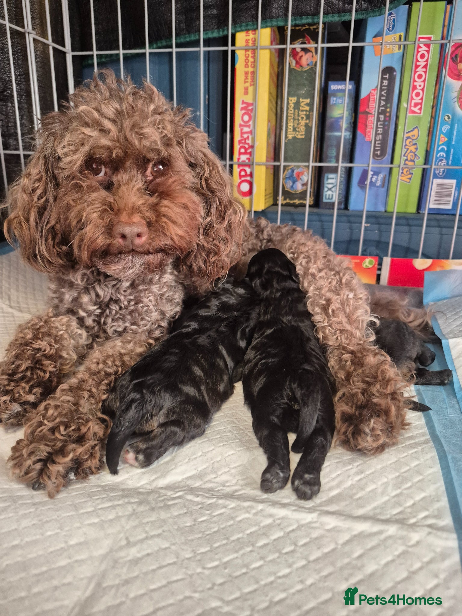 Cavapoo dogs Multigen cavapoos ONLY 2 AVAILABLE  - Advert 5