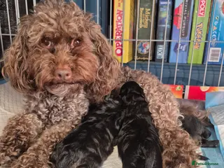 Cavapoo dogs Multigen cavapoos ONLY 2 AVAILABLE - Advert 4