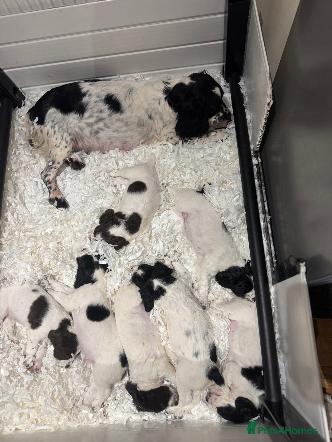 English Springer Spaniel dogs for sale: One last B/W Springer Dog Puppy available.  - Advert 5
