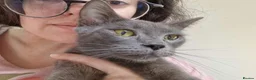 Mixed Breed cats for adoption: Sheba for adoption in Kidlington - Advert 1
