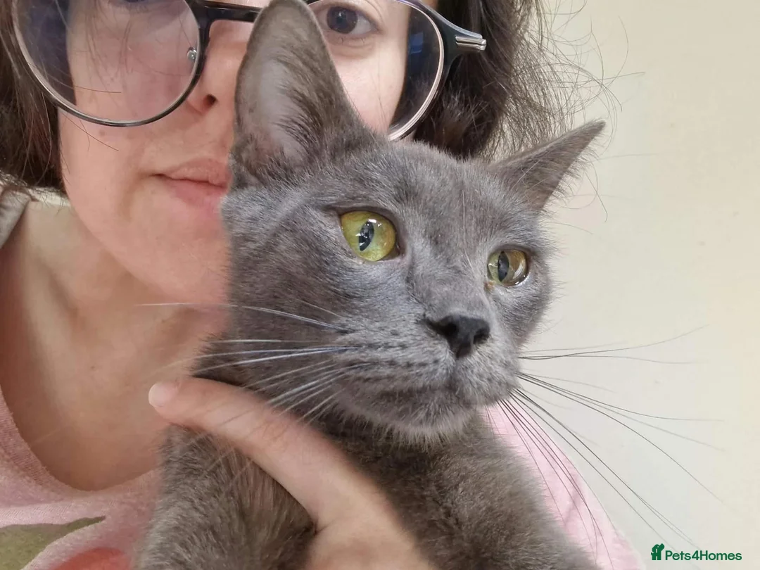 Mixed Breed cats for adoption: Sheba for adoption in Kidlington - Advert 1