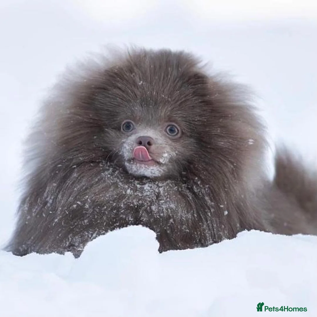 Pomeranian dogs for stud: 🏆 LOTS of champion lines, tiny teddy bear 🧸 in Leeds - Advert 11