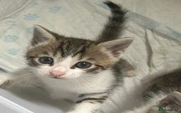 Bengal cats for sale: Bengal Calico kittens  - Image 18