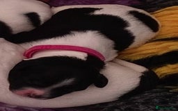 Mixed Breed dogs for sale: Gorgeous pups 🤩 ( cocker Bassett x Shichon ) - Image 3