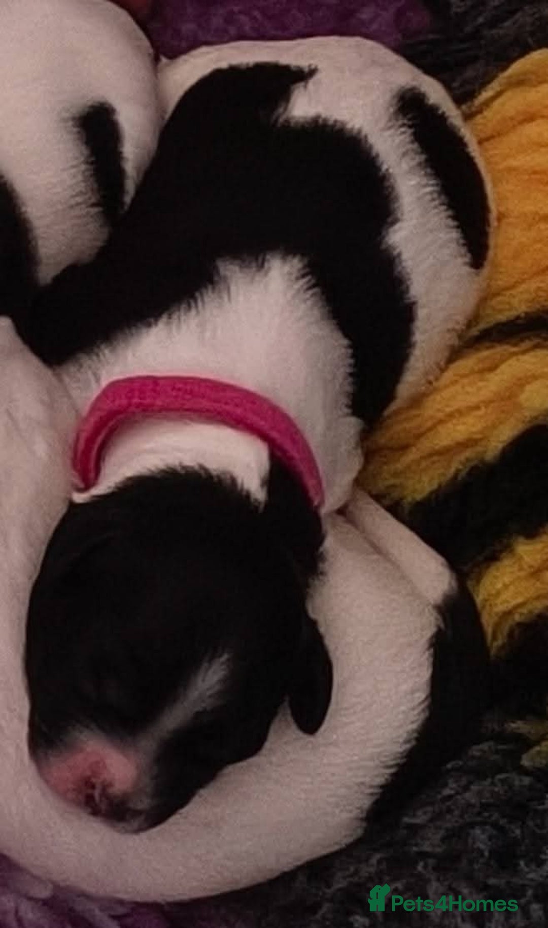 Mixed Breed dogs for sale: Gorgeous pups 🤩 ( cocker Bassett x Shichon ) - Image 3