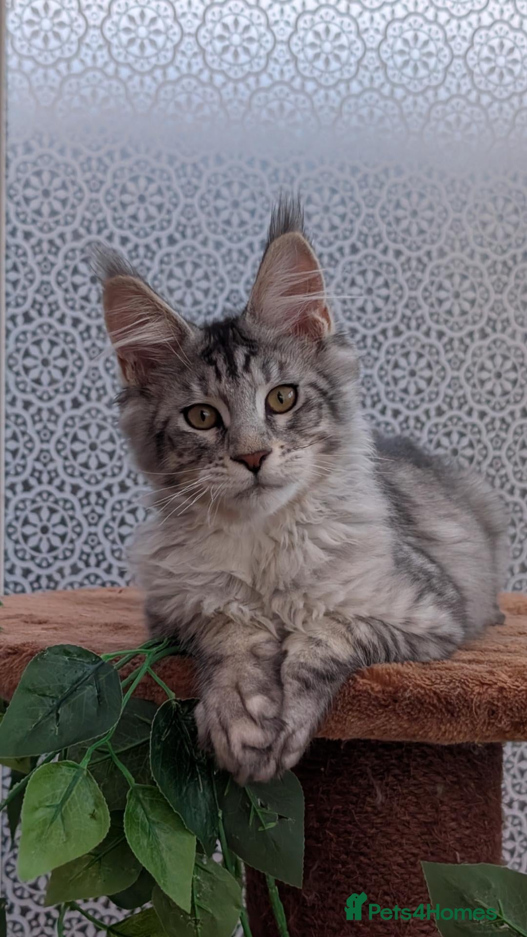 Maine Coon cats Stunning Tica registered Maine coon kittens - Advert 1