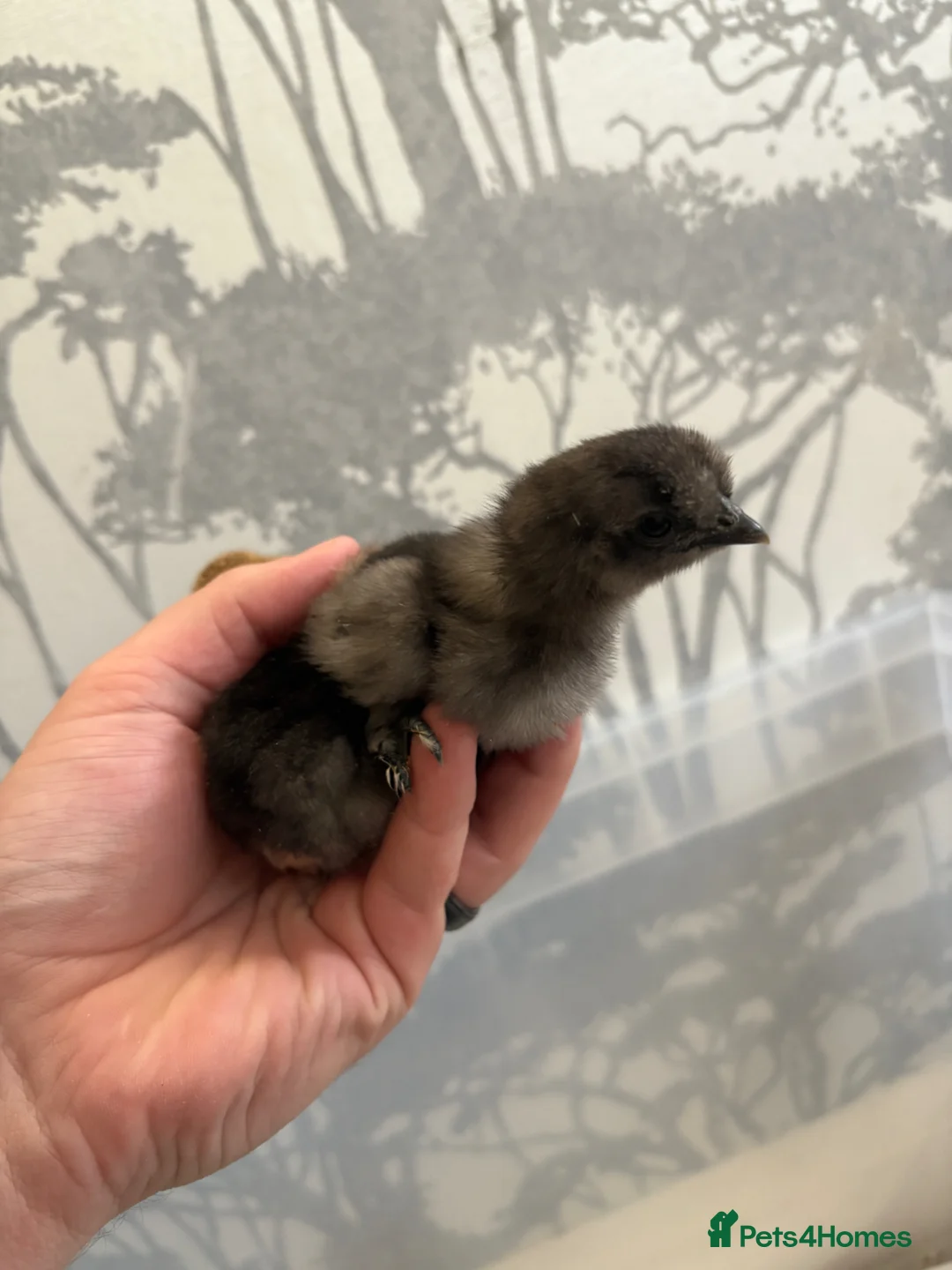 Chickens poultry for sale: silkie chicks  in Rotherham - Advert 2