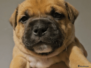 Staffordshire Bull Terrier dogs 🥨THE GOLDILOCKS LITTER 🥨 - Advert 10