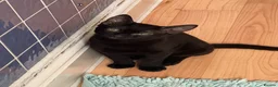 Mixed Breed cats for sale: FREE 2 females kittens  in Ilford - Advert 3