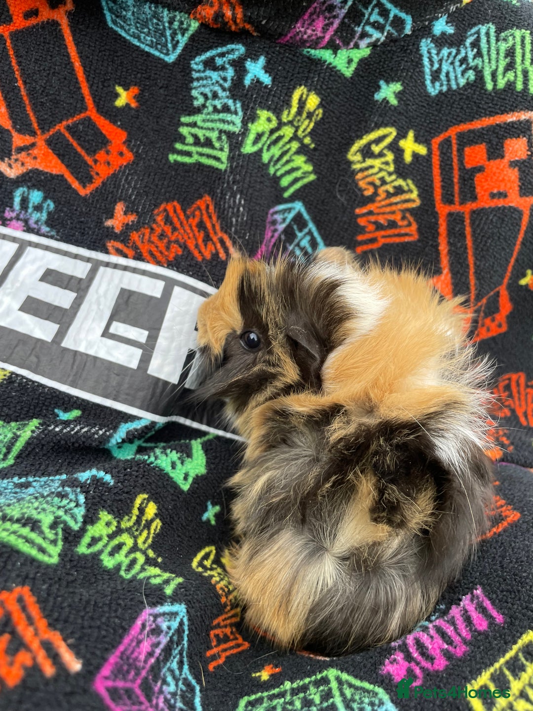 Guinea Pig rodents for sale: 3 baby's for sale - Image 7
