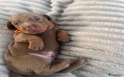 Miniature Dachshund dogs for sale: 🖤🐶Beautiful Miniature Dachshund Puppies🖤🐶!! - Image 3