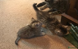 Mixed Breed cats for sale: Beautiful Fluffy Tabby Siblings for sale - Image 9