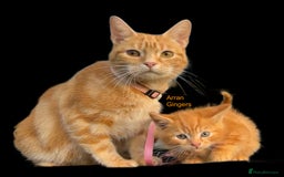 Mixed Breed cats for sale: Pure Ginger GIRLS - Image 7
