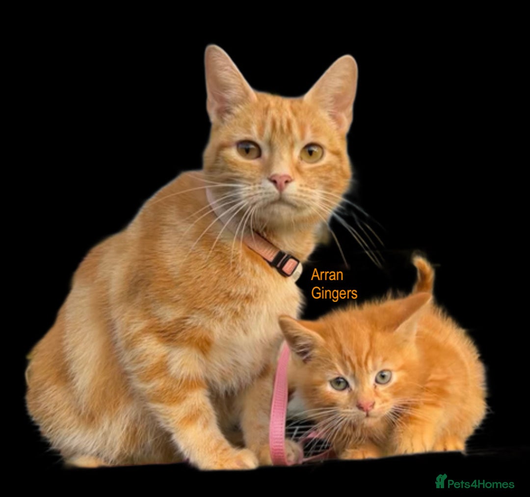 Mixed Breed cats for sale: Pure Ginger GIRLS - Image 7