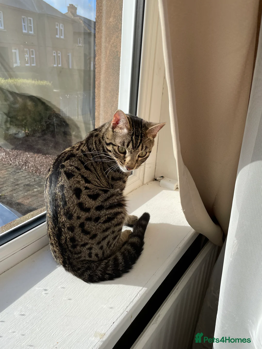 Mixed Breed cats for sale: Bengal cross male  - Advert 3