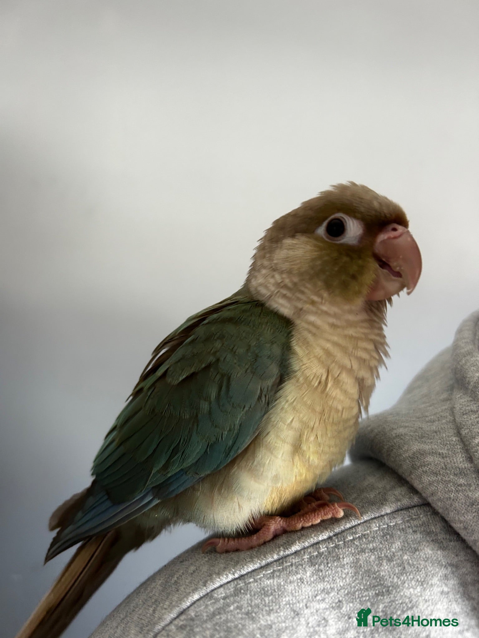 Conures birds Friendly Green Conure - Hand Raised  - Advert 1