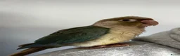Conures birds for sale: Friendly Green Conure - Hand Raised  - Advert 1