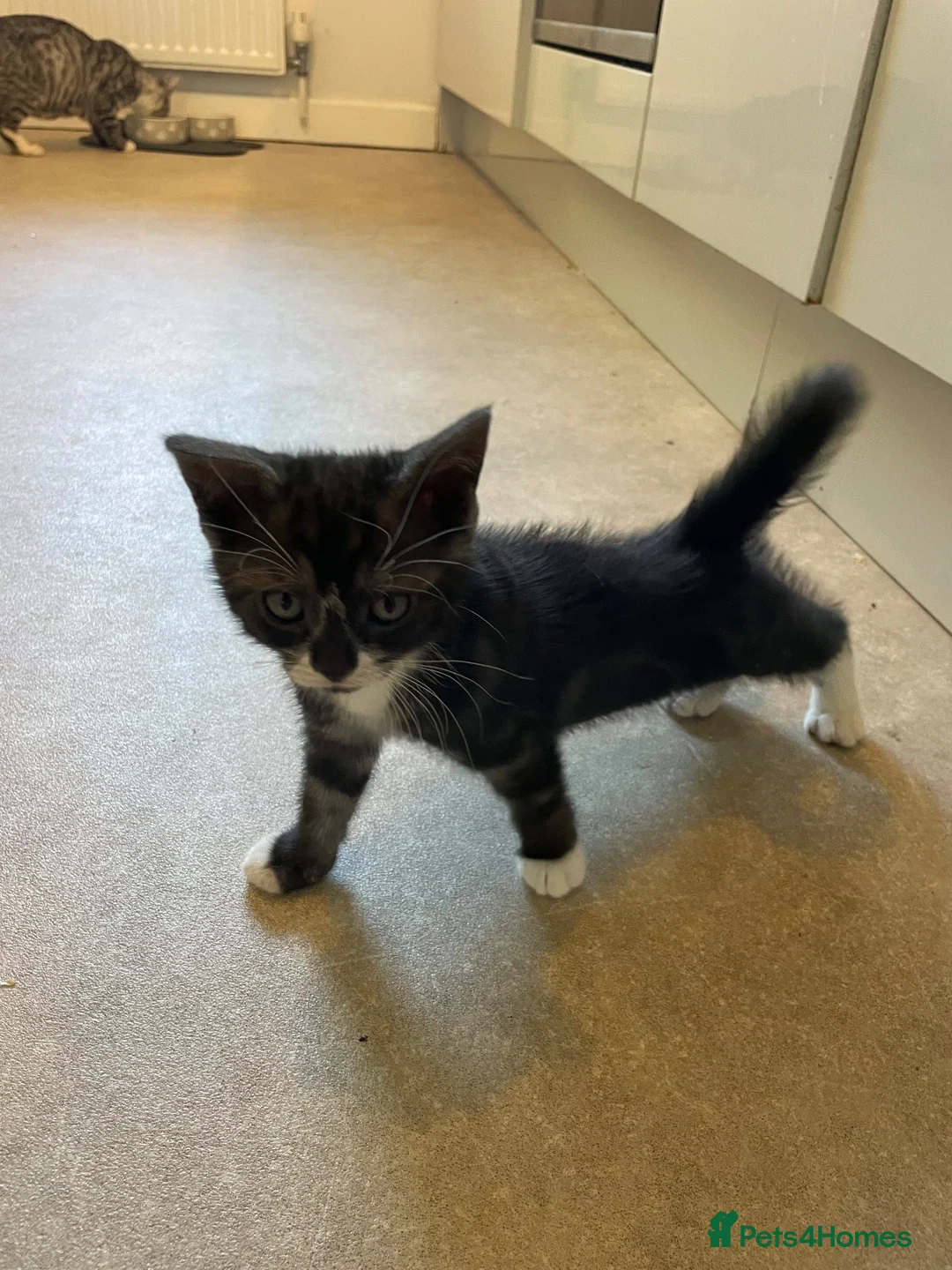 Mixed Breed cats for sale: Lovely grey tabby (Mario) - Advert 2