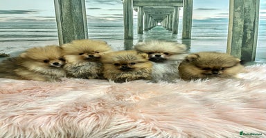 Pomeranian dogs - Advert 6