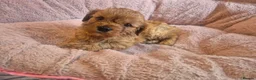 Cavapoo dogs for sale: Gorgeous cavapoo puppies in Leatherhead - Advert 11