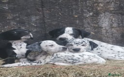 Mixed Breed dogs for sale: Dalmador - Image 6
