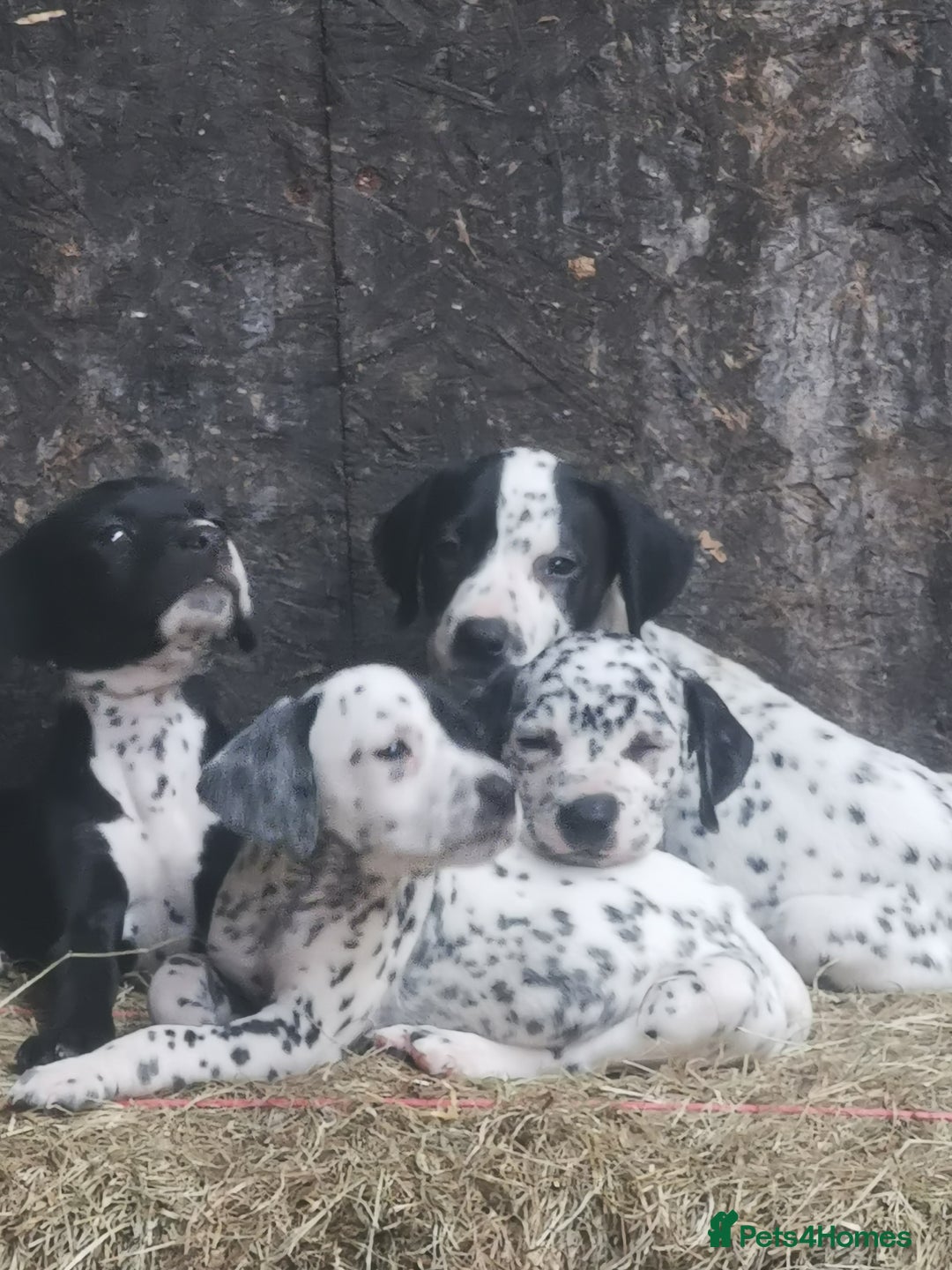 Mixed Breed dogs for sale: Dalmador - Image 6