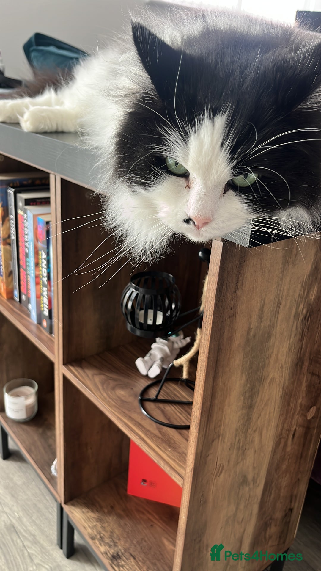 British Longhair cats for sale: Adorable cuddly male cat - Image 5