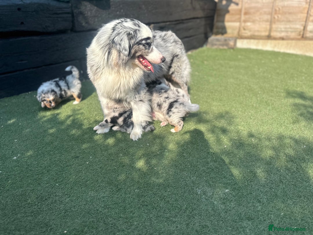 Australian Shepherd dogs for sale: 3 remaining- Beautiful Australian Shepherds  - Image 16